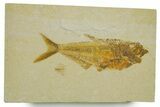 Detailed Fossil Fish (Diplomystus) - Wyoming #373833-1
